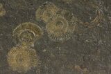 Dactylioceras Ammonite Cluster - Posidonia Shale, Germany #79304-1